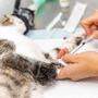 Der Tierarzt konnte die Katze nicht mehr retten (Sujetbild)