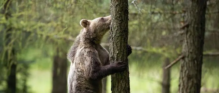 Der Braunbär flüchtete auf einen Baum