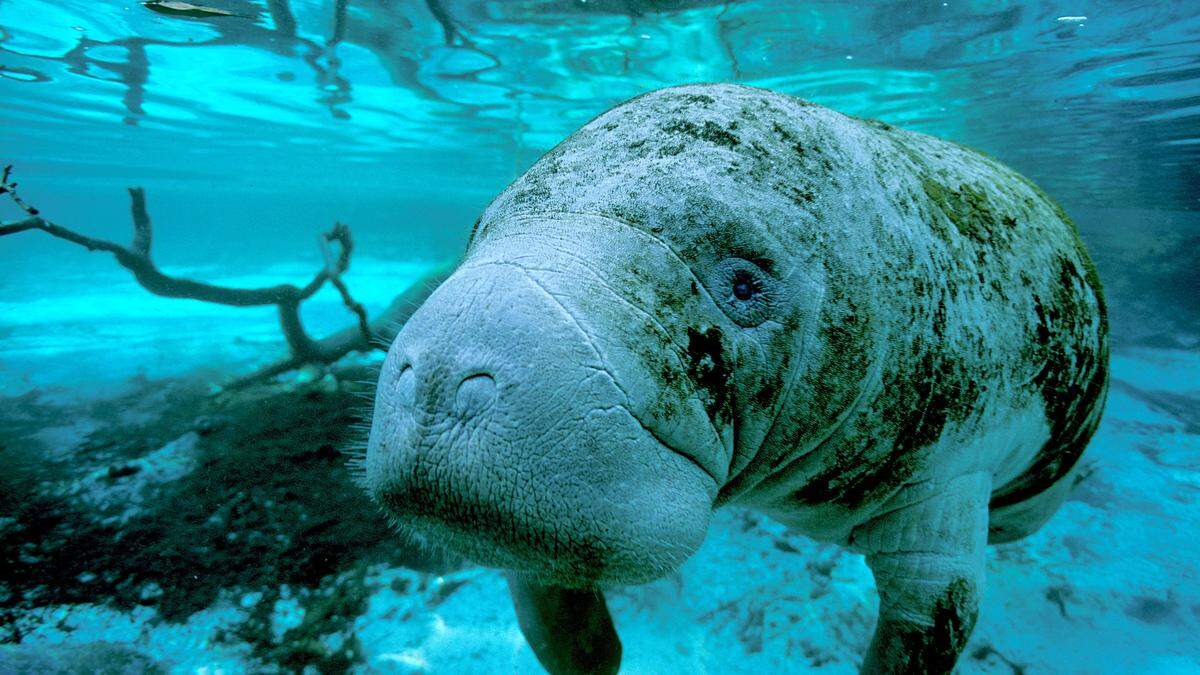  Dugongs haben in der Vergangenheit mit ihren Flossen Mythen und Geschichten über Meerjungfrauen und Sirenen inspiriert. 