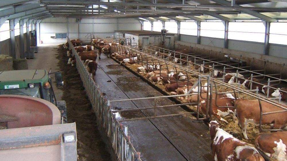 In diesem Stall wurden die Rinder vergiftet