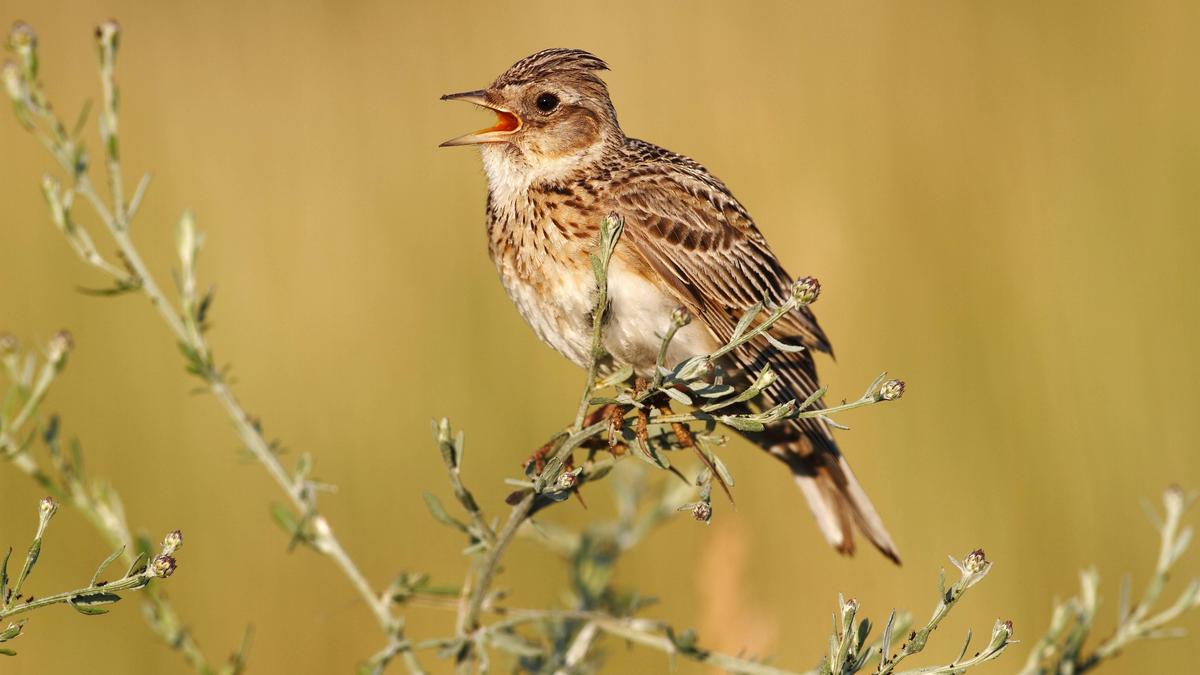 Singvögel müssen ihre Lautstärke anpassen und ihre Kommunikationslautstärke erhöhen. Im Bild: Feldlerche (Alauda arvensis) 