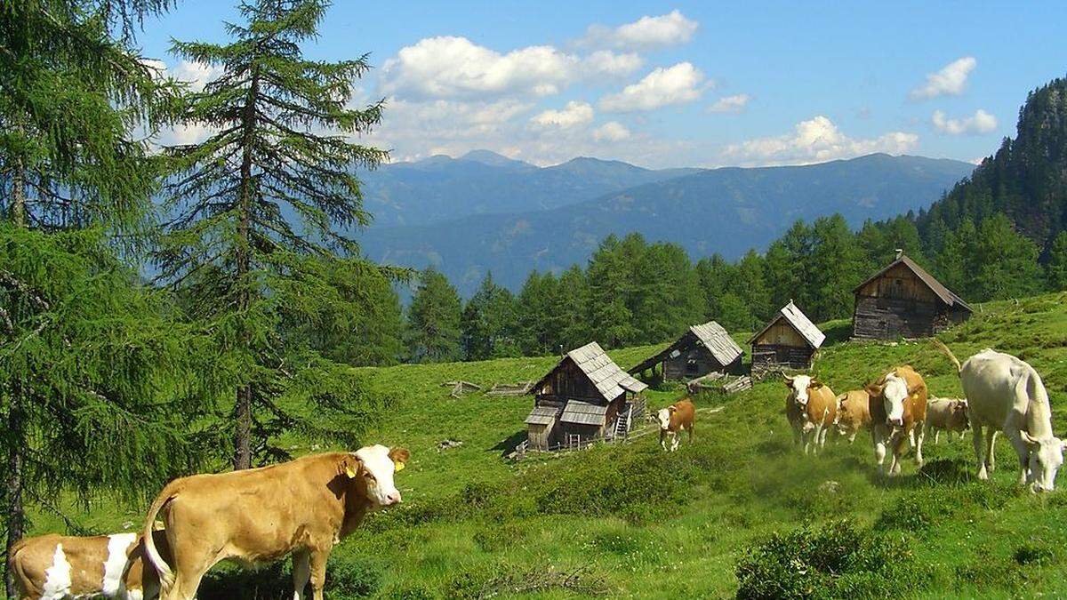 Die Kühe fühlen sich auf Kärntens Almen sichtlich wohl