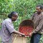 Fairtrade-Kaffee wird in 31 Ländern angebaut