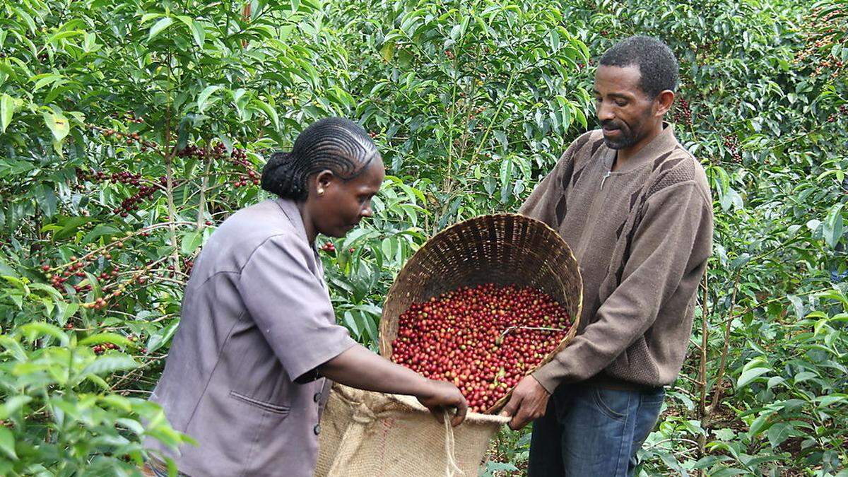 Fairtrade-Kaffee wird in 31 Ländern angebaut