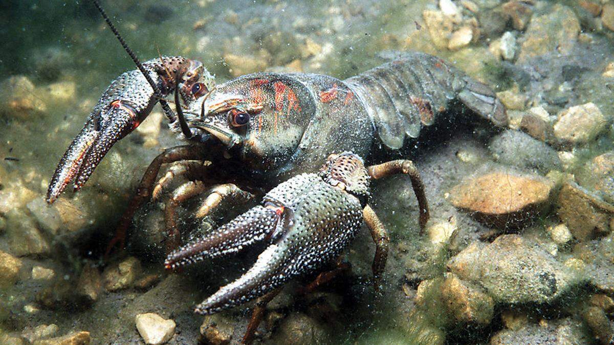 Das Steinkrebs-Vorkommen an der Schwarzen Lafnitz soll geschützt werden