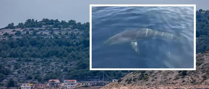 Der Hai wurde vor der Insel Žirje gefilmt