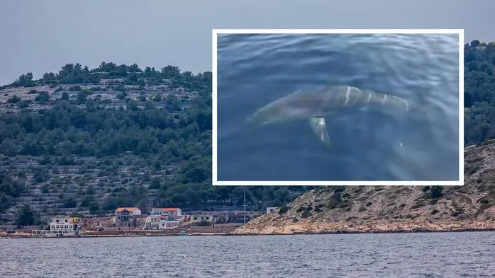 Der Hai wurde vor der Insel Žirje gefilmt