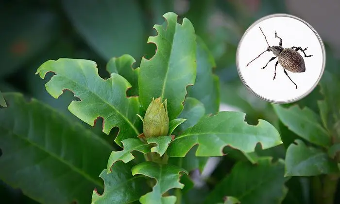 So sieht es an Rhododendronblättern aus, wenn ein Dickmaulrüssler am Werk war