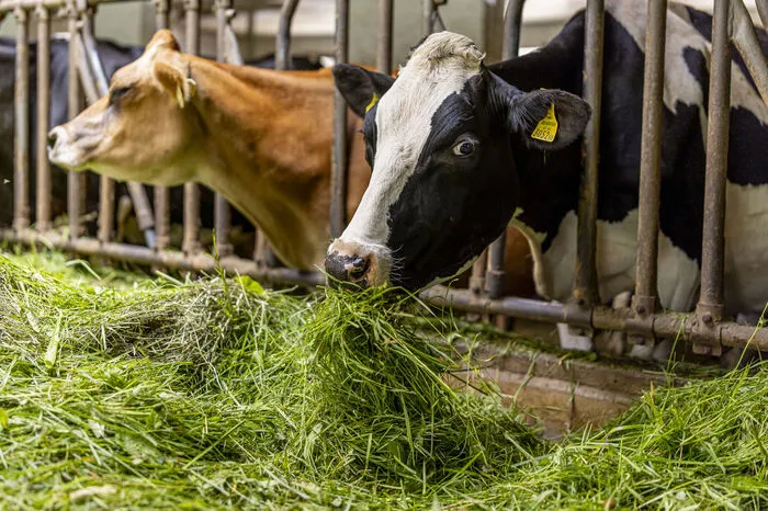 Großer Wert wird auf eine tiergerechte Haltung und Fütterung der Rinder gelegt.