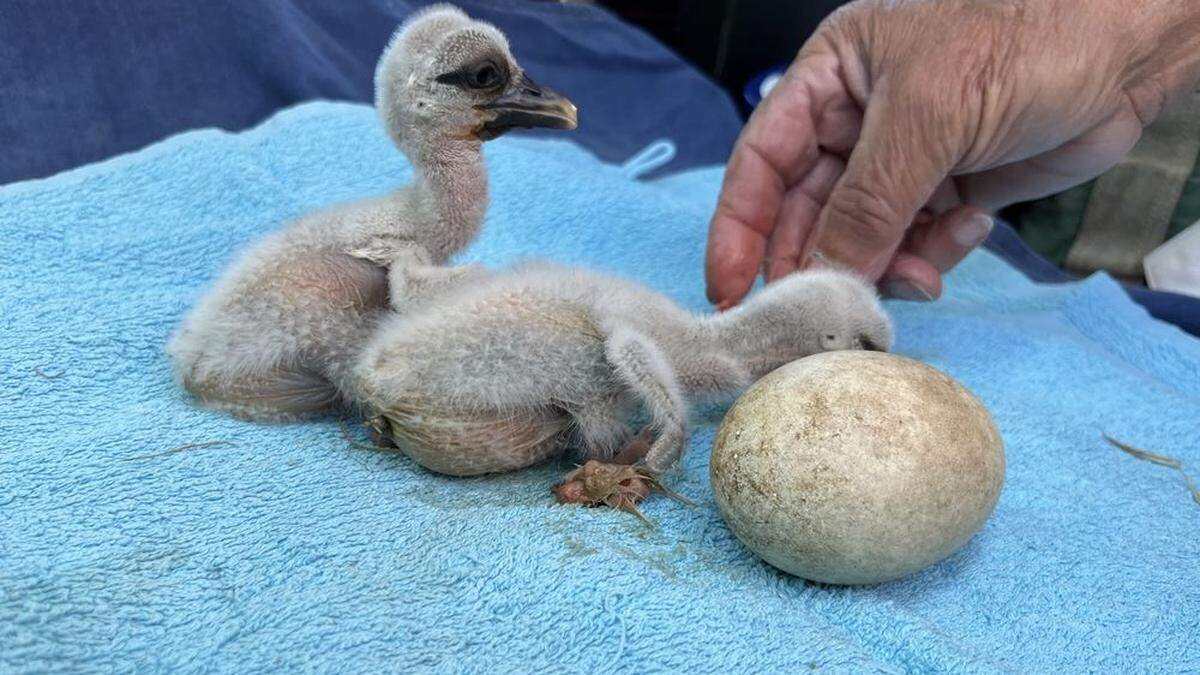 Zwei Babystörche und ein Ei wurden aus dem Nest in Passail gerettet