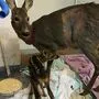 Rehmama Fipsi und Rehkitz Lilly nach der erfolgreichen Operation von Tierarzt Hermann Wolfger aus St. Michael