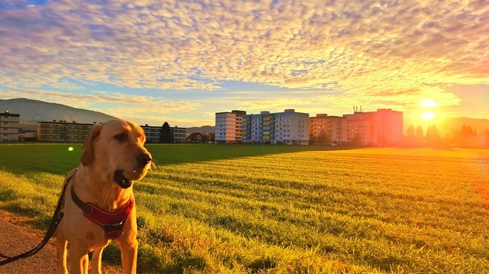 Labrador Retriever Mailo freut sich über einen langen Spaziergang bei prächtigem Herbstwetter. 
