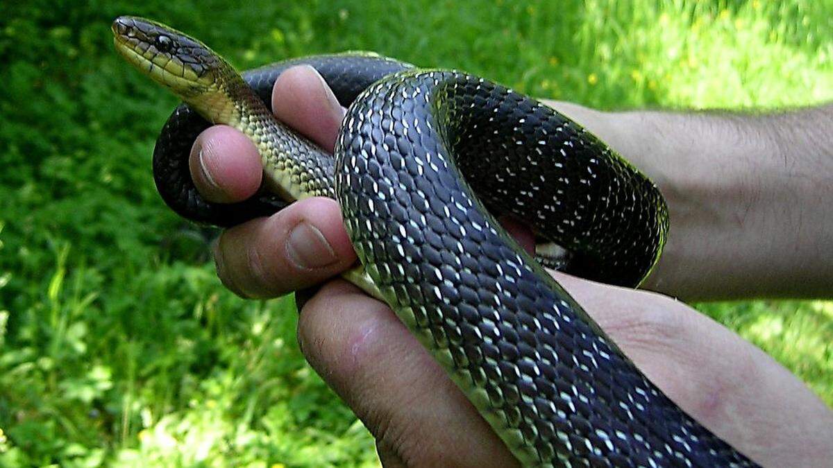 Die Äskulapnatter ist zum Glück ungiftig