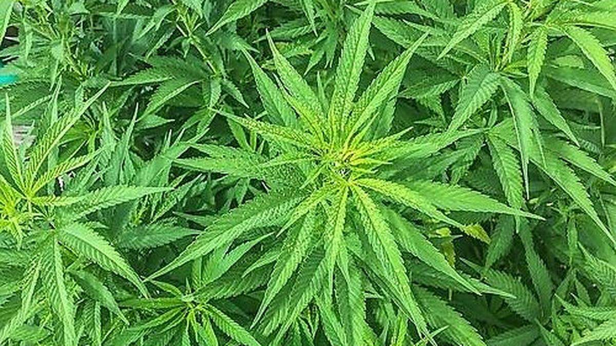 Bei einem der Beifahrer wurden Marihuana-Samen sichergestellt