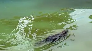Ein Biber schwimmt in einem Pool