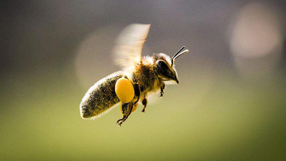 Eine Biene ist zwischen elf und 17 Millimeter klein und 