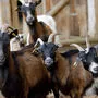 Drei Wochen soll der Bock bei seinen Ziegen bleiben