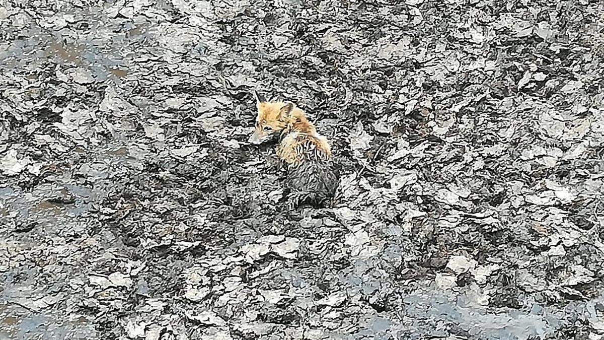 Der Fuchs kam aus eigener Kraft nicht aus der Grube