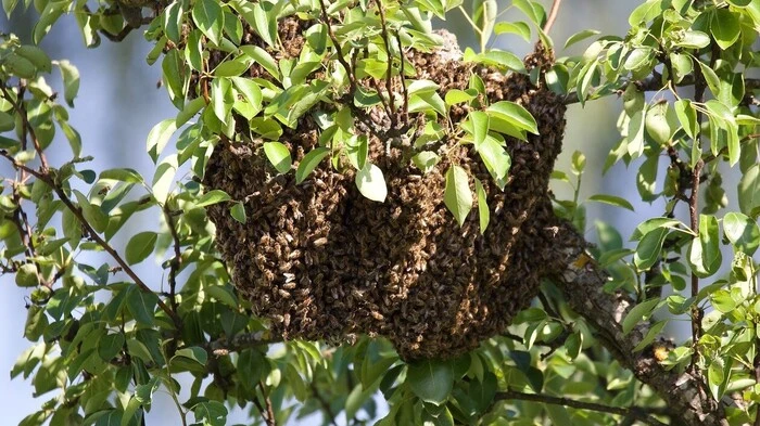 So fleißig wie unsere Lesereporterinnen und -reporter fotografieren, so fleißig arbeiten die Bienen in einem Birnenbaum in Labuch bei Gleisdorf.