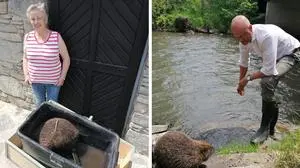 Maria Schreiner entdeckte das Tier. Amtstierarzt Gerhard Kutschera setzte den Biber in der Feistritz aus