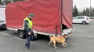 Polizeibeamter mit Diensthund durchsucht Anhänger