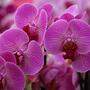 Exotik pur: die Orchidee