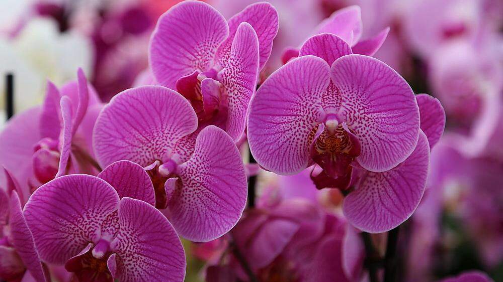 Exotik pur: die Orchidee