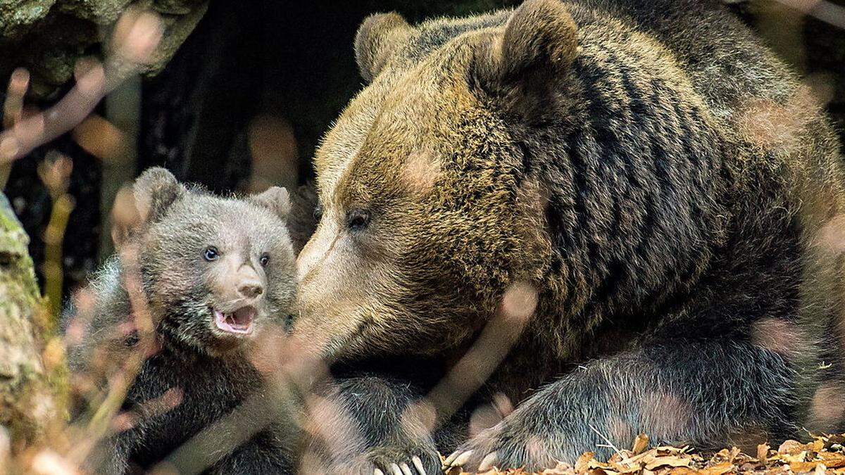 Große heimische Raubtiere kommen zurück nach Kärnten, eine Aufgabe, auf die sich Jäger einstellen müssen – dieses Jungtier ist allerdings in einem Zoo zur Welt gekommen