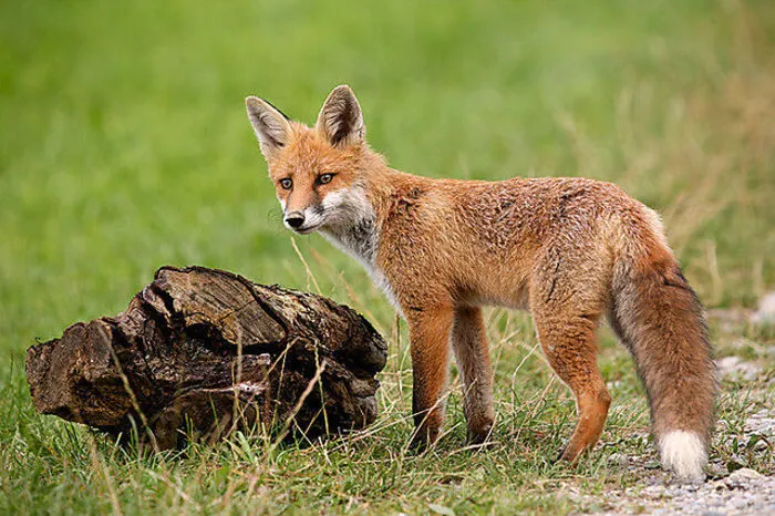 Beim Rotfuchsbestand müssen die Jäger höchstwahrscheinlich im kommenden Jahr eingreifen