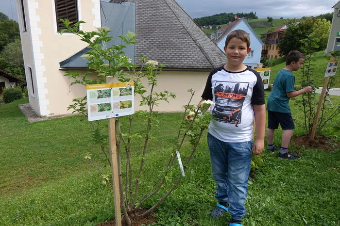 Ihre Beobachtungen notieren die Schüler akribisch - auf einem Plakat, das in der Schule hängt genauso wie in der App "Naturkalender Steiermark".