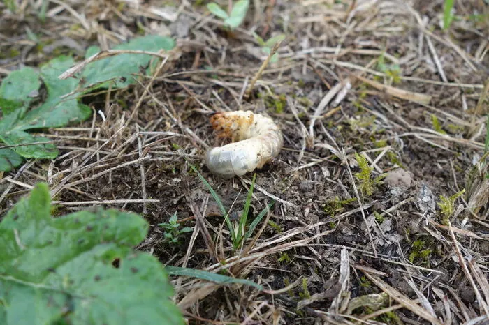 ...diese Engerlinge, die Larven des Maikäfers.