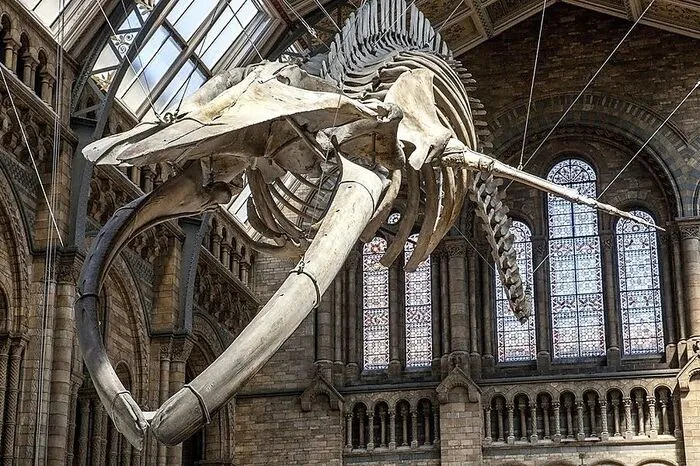 Gefühlt auf Tuchfühlung mit Dinosauriern und allem anderen Getier geht es im National History Museum.