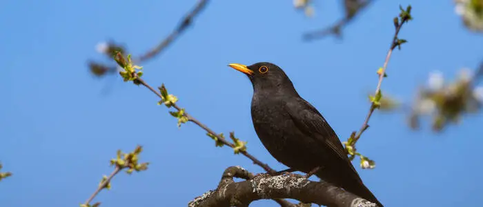 Amsel