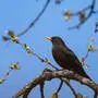 Amsel