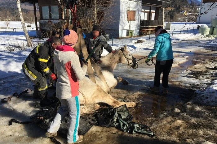 Die Feuerwehren Hermagor und Möderndorf halfen dem ausgerutschten, alten Pferd Bacardi 2018 wieder auf die Beine. Selbst hat er es auf einer Eisplatte nicht mehr geschafft.