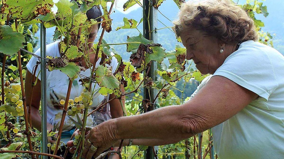 Bei den ersten Weinbauern im Bezirk Völkermarkt beginnt die Weinlese