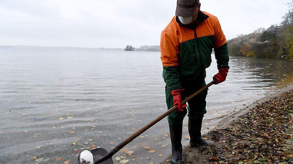 Ein Mitarbeiter des Bauhofes sammelt am Ufer des Großen Plöner Sees (Schleswig-Holstein) eine tote Ente ein