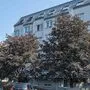 Diese Bäume in der Kasernstraße sind betroffen	 