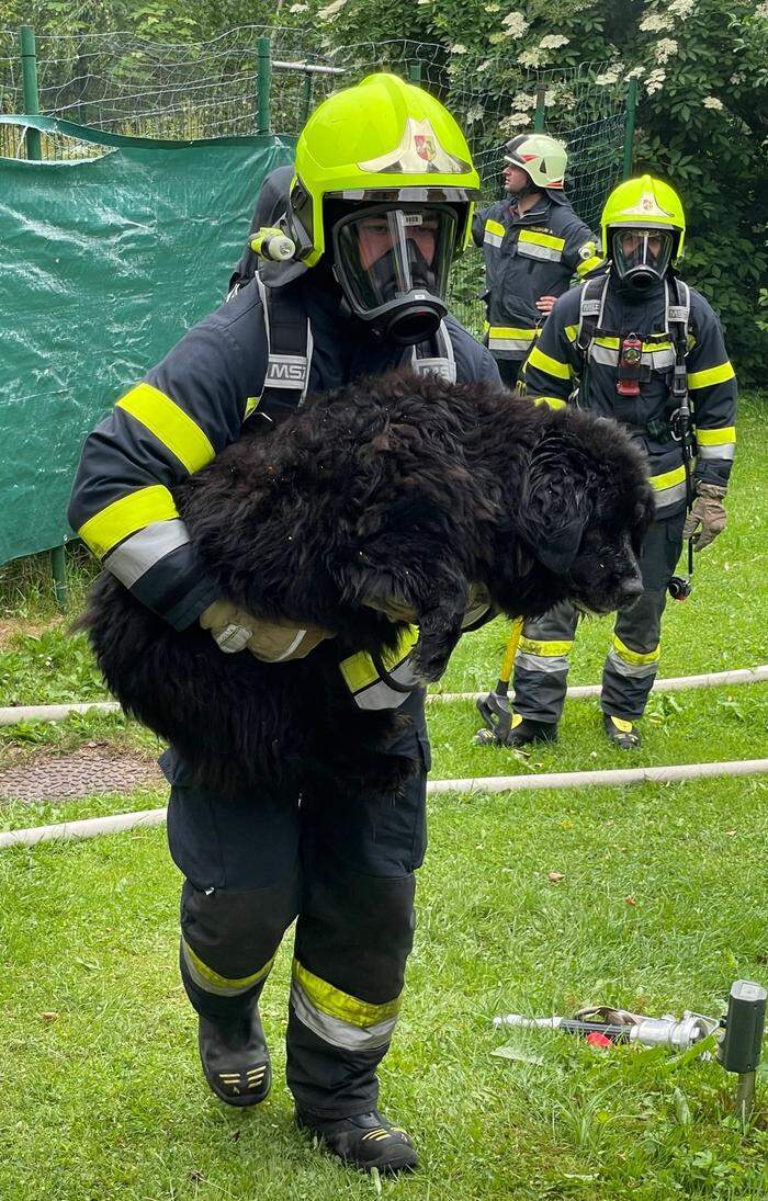 Drei Hunde wurden gerettet