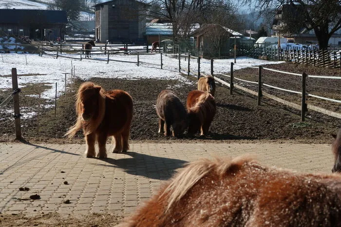 25 Ponys zählt die Herde am Miniponyhof Wild in Passail.