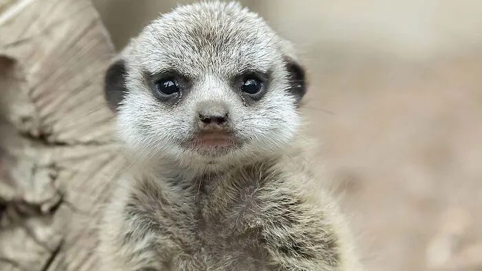 Die Erdmännchen-Familie im Tiergarten Schönbrunn ist um ein Mitglied größer: Gruppenchefin Zuzu hat zum dritten Mal Nachwuchs bekommen und ein Jungtier geboren.