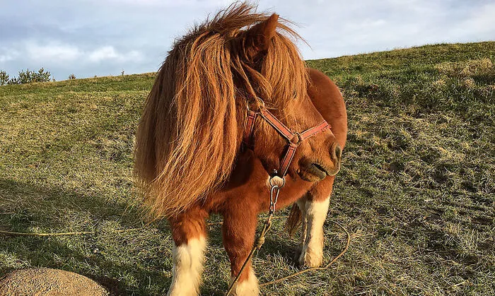 Bald nicht mehr alleine: Ein Mini-Pony ist der Star der nächsten Kampagne