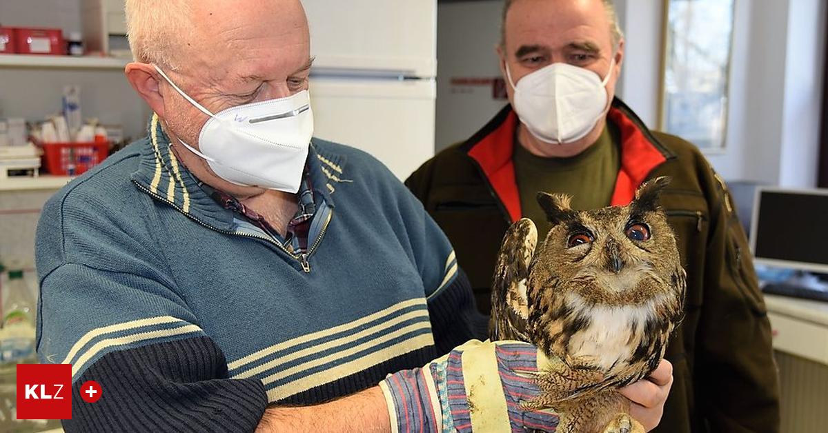 Sebersdorf Verletzter Uhu gleich zweimal gerettet