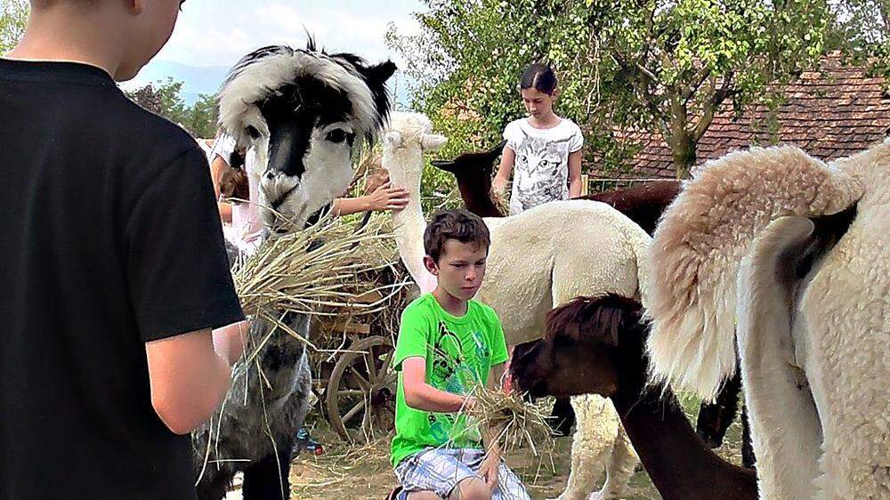 Der achtsame Umgang mit den Alpakas lehrt die Kinder wichtige soziale Kompetenzen