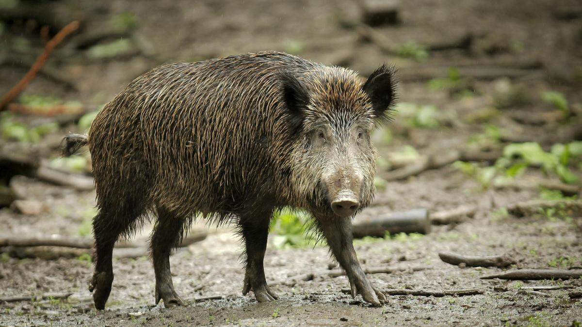 Die Afrikanische Schweinepest ist eine Gefahr für die Wildschweinpopulation. In Ungarn ist sie bereits verbreitet
