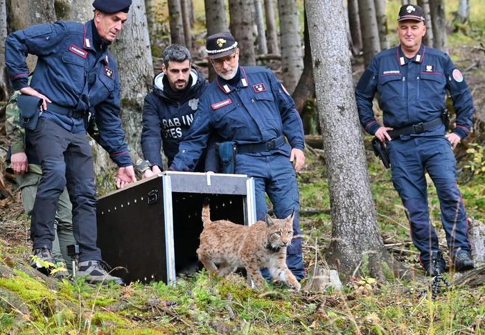 Erst Ende September wurde nahe der Kärntner Grenze ein Luchs ausgewildert. Das Luchs-Projekt ist auch wesentlicher Bestandteil des Waldfestes in Tarvis