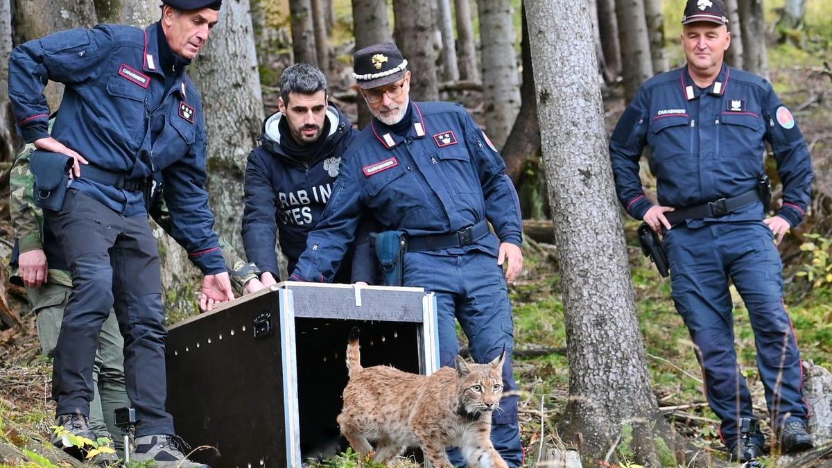 „Luna“ bei ihrer Auswilderung 