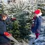 Happy little girl and dad felling Christmas tree. Preschool child with father, young man on fir cutting plantation. Family choose, cut and fell own xmas tree in forest. Germany tradition.   xkwx tree tradition christmas girl dad sleigh forest sled fell father daughter two man push preschool happy cut choose buy snow market fir xmas choosing green holiday outdoor holding december family buying caucasian weihnachtsbaum smiling own celebrate cutting selling colorful season kids plantation lifestyle positive clothes tannenbaumschlagen happiness people