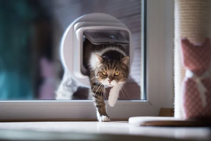 Für Katzen mit Freigang ist ein Chip Pflicht: Der reiskorngroße Mikrochip zur Identifizierung kann vom Tierarzt auch ohne Narkose implantiert werden. Die so markierte Katze sollte man kostenlos im Heimtierregister des Verbandes eintragen lassen. Gerät sie auf Abwege, kann ihr rechtmäßiger Halter schnell identifiziert werden.