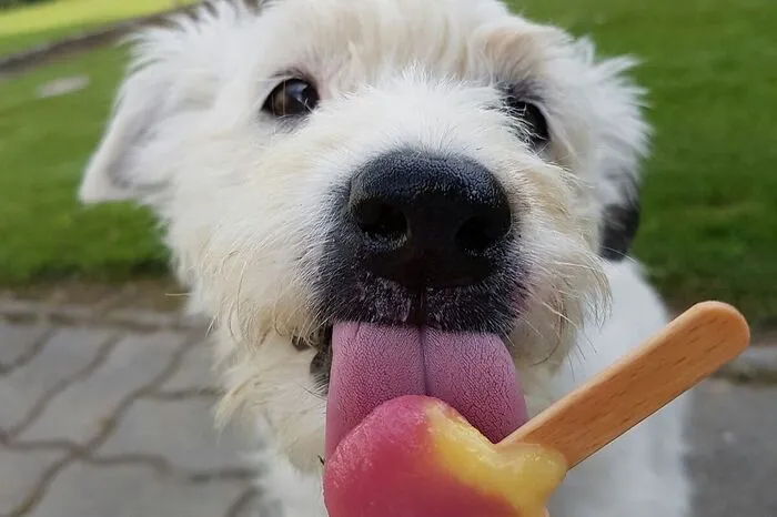 Hündin „Roxi“ schmeckt das Jolly-Eis von Theresa Bernschütz